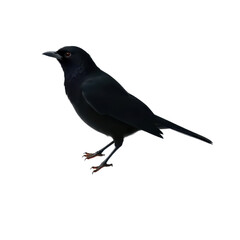 Majestic black crow with glossy feathers isolated on transparent background
