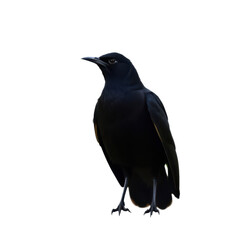 Glossy black bird with sharp beak standing on transparent background facing left