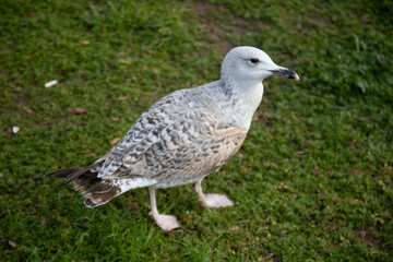 Juvenile European herring gull (Larus argentatus) standing on grass.