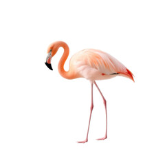 Elegant pink flamingo with curved neck and long legs isolated on transparent background