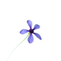 Vibrant purple five-petal flower with slender green stem isolated on transparent background