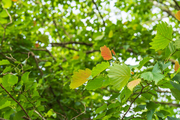 夏の森　ヤマハンノキの葉が輝く13