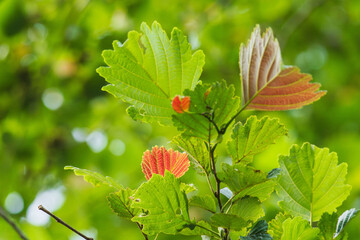夏の森　ヤマハンノキの葉が輝く18