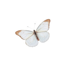 White butterfly with light brown wing tips isolated on transparent background wings spread open