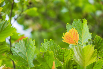 夏の森　ヤマハンノキの葉が輝く19