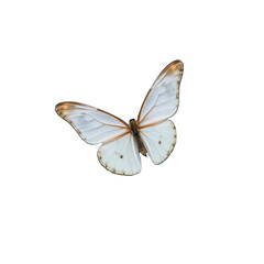 White butterfly with light brown edged wings spread open showing delicate translucent patterns isolated on transparent background