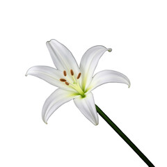 Elegant white lily flower with six smooth petals and dark stamens on a black background with green highlights and transparent stem