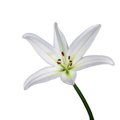 Delicate white lily flower with six petals and prominent stamens isolated on transparent background
