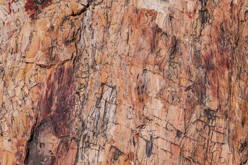 Araucarioxylon arizonicum. Petrified wood is a special type of fossilized wood, the fossilized remains of terrestrial vegetation. Blue Mesa Scenic Rd,  Petrified Forest National Park, Arizona	