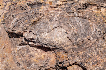 Araucarioxylon arizonicum. Petrified wood is a special type of fossilized wood, the fossilized remains of terrestrial vegetation. Blue Mesa Scenic Rd,  Petrified Forest National Park, Arizona	