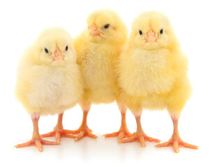Group of little chicks.