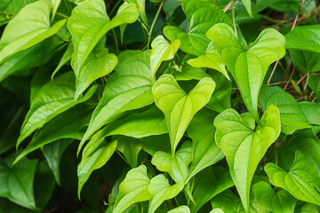 夏の森　日陰のツル植物の葉30