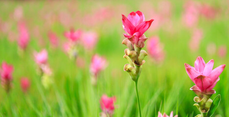 Siamese Tulip beautiful bloom in nature during the rainy season