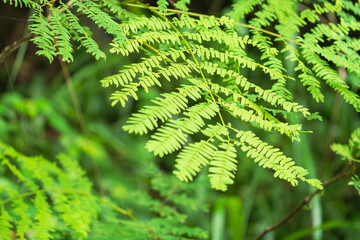夏の森　木陰の木の葉41
