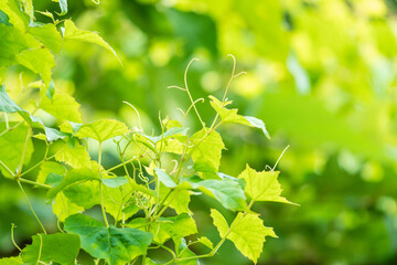 夏の森　野草の蔓が成長する34