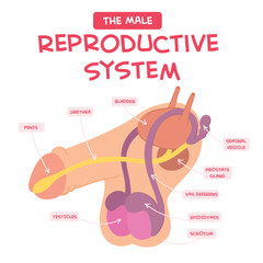 Obraz premium Male reproductive system with main parts labeled.