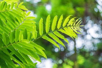 夏の森　木の葉が輝く35