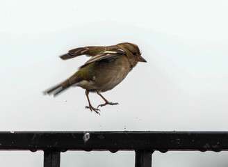 Passer domesticus or house sparrow in rain o hop off a metal railing.