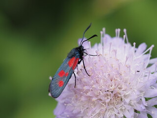 New Forest Burnet (Zygaena viciae)