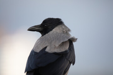 Portrait of a Corvus cornix or hooded crow