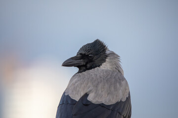 Portrait of a Corvus cornix or hooded crow