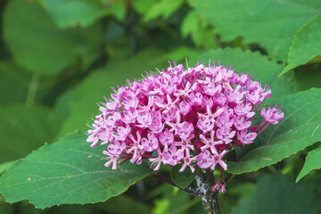 夏の森　ボタンクサギのピンク色の花03
