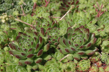 Sempervivum x funckii rojnik Funcka © Perovskia