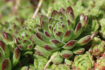 Sempervivum x funckii rojnik Funcka © Perovskia