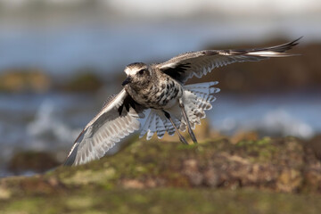grey plover landing on a rock on the shore