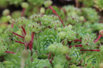 Sempervivum x funckii rojnik Funcka © Perovskia