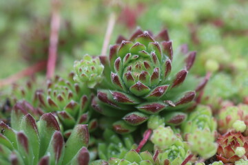 Sempervivum x funckii rojnik Funcka © Perovskia