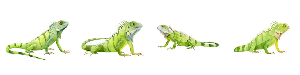 Obraz premium Watercolor Green Iguana Set: Reptiles Isolated on White Background