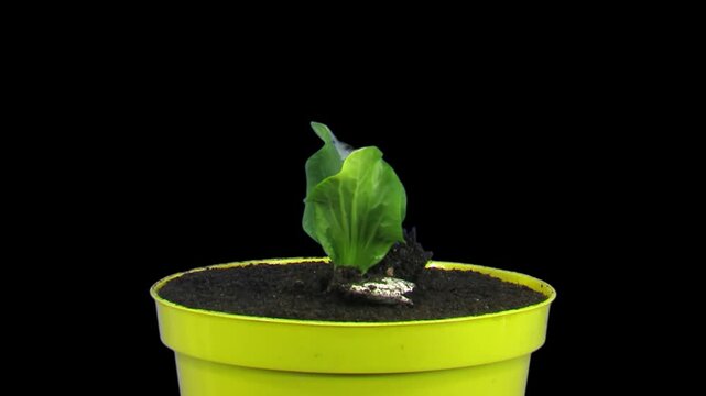 Growing and rotating pumpkin seeds in a vase with ALPHA channel