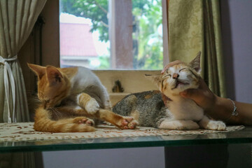 Orange and Calico Kitten Sitting Together on Table Indoors, Adorable Domestic Cats in Warm Home Setting