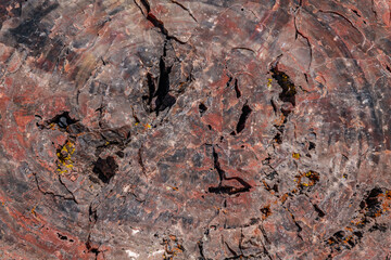 Araucarioxylon arizonicum. Petrified wood is a special type of fossilized wood, the fossilized remains of terrestrial vegetation. Jasper Forest, Petrified Forest National Park, Arizona