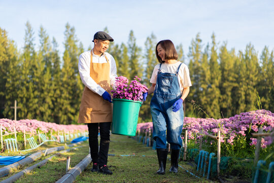 Asian couple farmers working in a field of flowers cutting chrysanthemum flowers for sale in  agriculture industry. small business florist owner deadheading flower at farm in the morning - Powered by Adobe