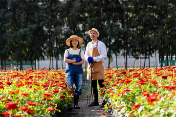 Fototapeta premium Asian couple farmers working in a field of flowers cutting zinnia flowers for sale in agriculture industry. small business florist owner deadheading flower at farm in the morning