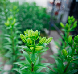 Green lily leaves in the garden. Unopened flowers in flower beds. Narrow lily leaves with raindrops . Gardening.