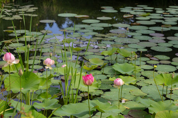 Nelumbo nucifera - pink lotus flowers blooming on a lake