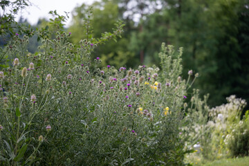 Wild medical herbs and  flowers in a garden, Bee meadow, biodiversity