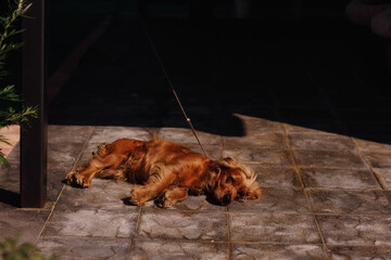 An English Cocker Spaniel on a leash filmed on a sunny summer day
