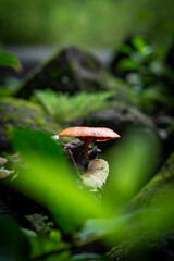 Brownish umbrella mushroom plant
