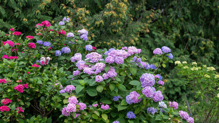 Hydrangea flowers blooming in a garden