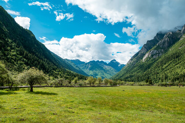Alpine meadow in the Qinghai Tibet Plateau