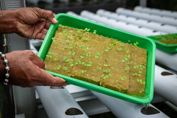 Vegetable plant seeds planted in hydroponic media