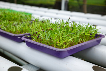 Vegetable plant seeds planted in hydroponic media