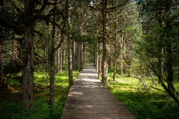 Fototapeta premium Forest wooden trail in light and shadow