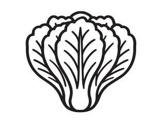 Organic Chinese Cabbage Minimalist Design Illustration