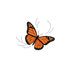 Obraz premium Single monarch butterfly with dotted lines on a white background