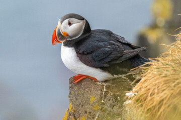 Mystical Iceland Westfjords Puffin Colony